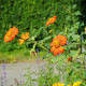 BIO Titónie okrouhlolistá - Tithonia rotundifolia - bio osivo titónie - 50 ks