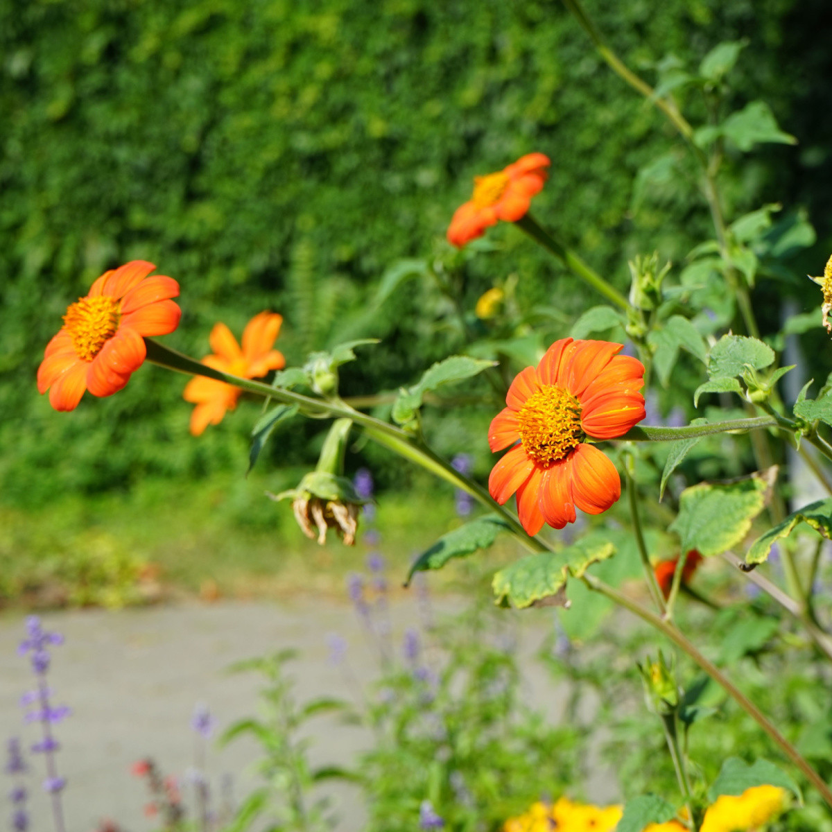 BIO Titónie okrouhlolistá - Tithonia rotundifolia - bio osivo titónie - 50 ks