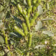 BIO Bob Fruhe Weisskeimige - Vicia faba - bio osivo bobu - 15 ks