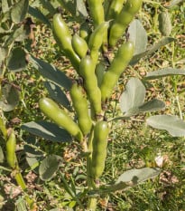 BIO Bob Fruhe Weisskeimige - Vicia faba - bio osivo bobu - 15 ks