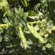 BIO Bob Ratio - Vicia faba - bio osivo bobu - 15 ks