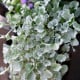 Stříbrný déšť Silver Falls - Dichondra emerals - osivo stříbrného deště - 6 ks