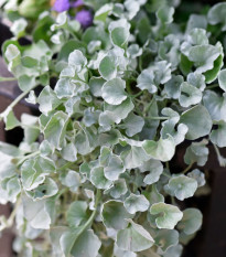 Stříbrný déšť Silver Falls - Dichondra emerals - osivo stříbrného deště - 6 ks