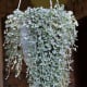 Stříbrný déšť Silver Falls - Dichondra emerals - osivo stříbrného deště - 6 ks