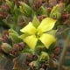 Kolopejka grandiflora - Kalanchoe - osivo kolopejky - 20 ks
