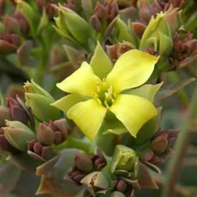 Kolopejka grandiflora - Kalanchoe - osivo kolopejky - 20 ks