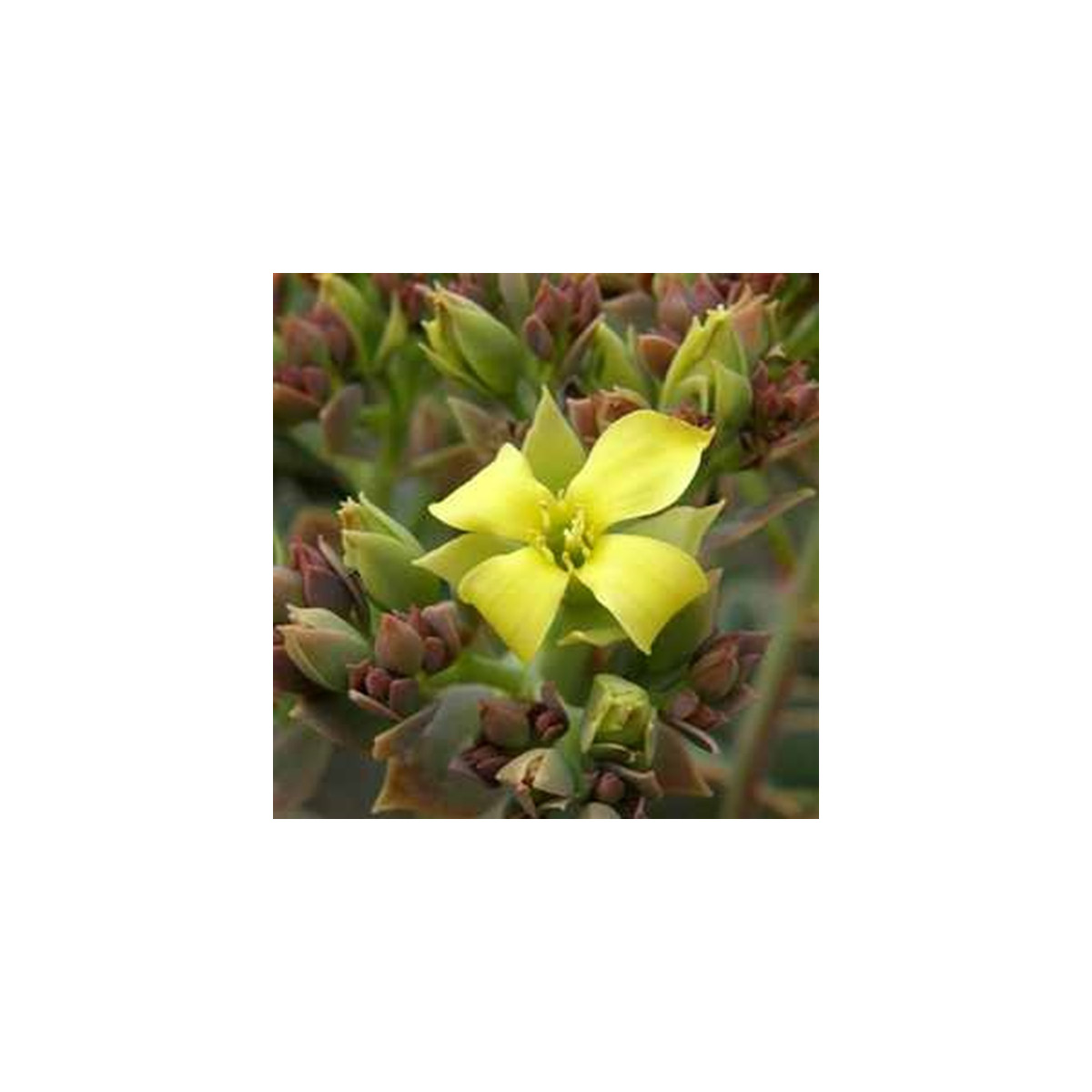 Kolopejka grandiflora - Kalanchoe - osivo kolopejky - 20 ks