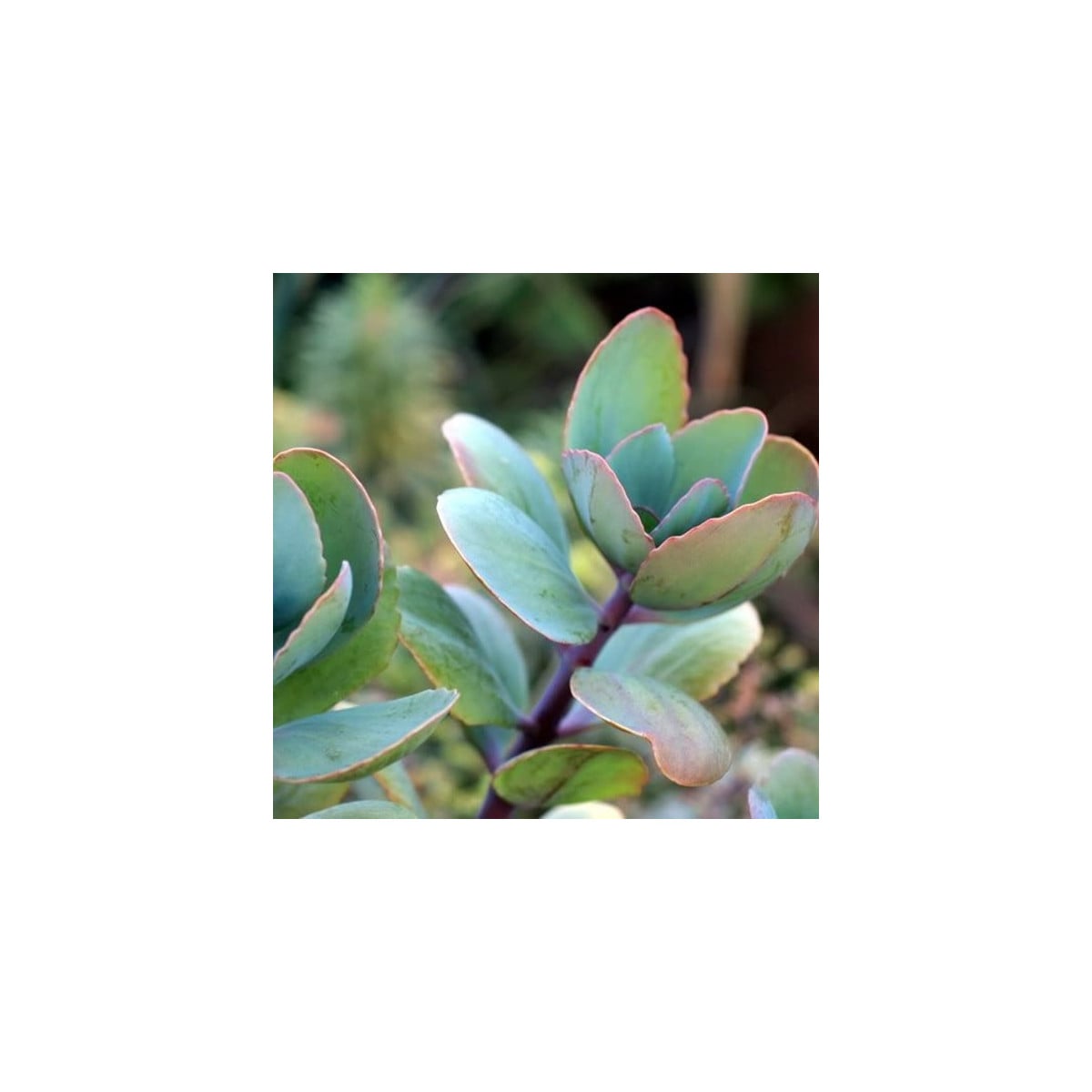 Kolopejka grandiflora - Kalanchoe - osivo kolopejky - 20 ks