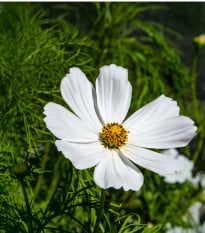 Krásenka zpeřená Cosmini White - Cosmos bipinnatus - osivo krásenky - 20 ks