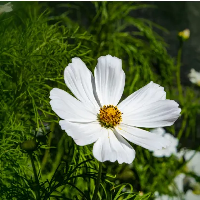 Krásenka zpeřená Cosmini White - Cosmos bipinnatus - osivo krásenky - 20 ks