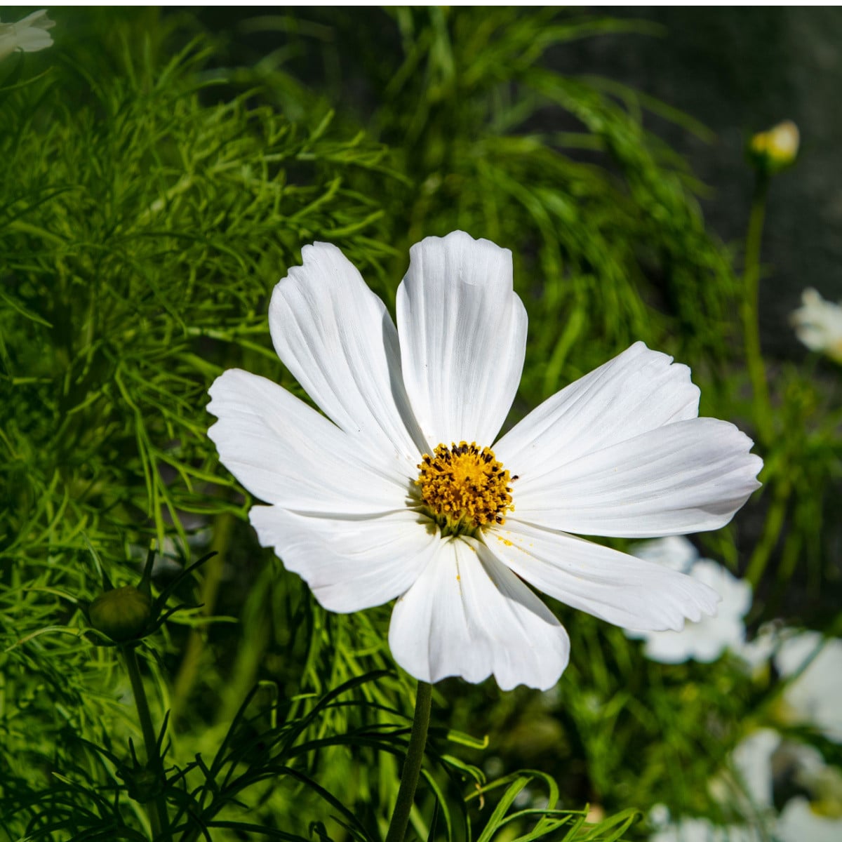 Krásenka zpeřená Cosmini White - Cosmos bipinnatus - osivo krásenky - 20 ks