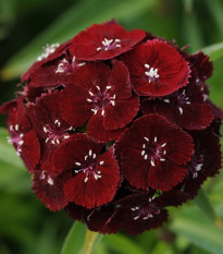 Hvozdík bradatý Sweet Black Cherry F1 - Dianthus barbatus - osivo hvozdíku - 20 ks