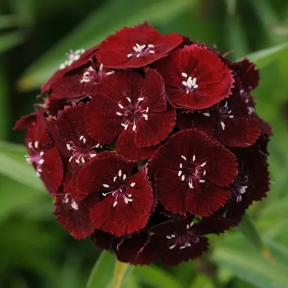 Hvozdík bradatý Sweet Black Cherry F1 - Dianthus barbatus - osivo hvozdíku - 20 ks