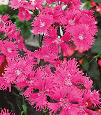 Hvozdík bradatý Bouquet Purple F1 - Dianthus barbatus - osivo hvozdíku - 20 ks