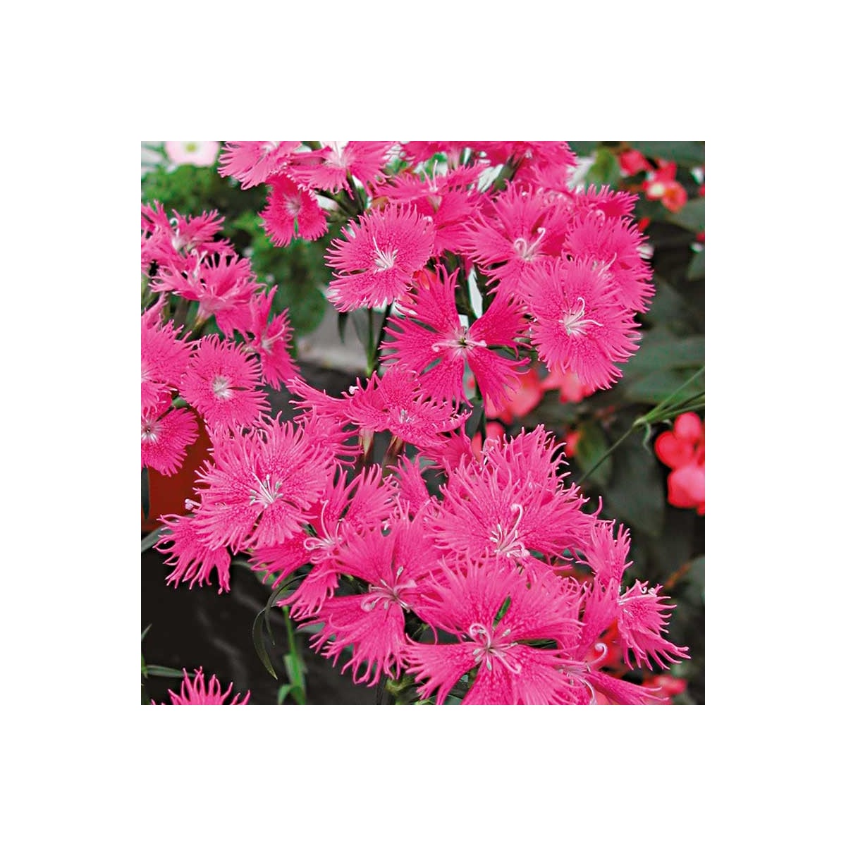 Hvozdík bradatý Bouquet Purple F1 - Dianthus barbatus - osivo hvozdíku - 20 ks