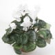 Brambořík perský Halios Pure White F1 - Cyclamen persicum - osivo bramboříku - 6 ks