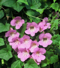 Asarina pnoucí Mystic Rose - Asarina scandens - osivo asariny - 20 ks