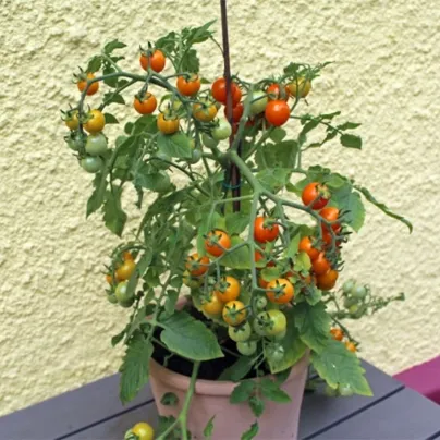 Rajče Tiny Temptations Orange F1 PhR - Solanum lycopersicum - osivo rajčat - 5 ks