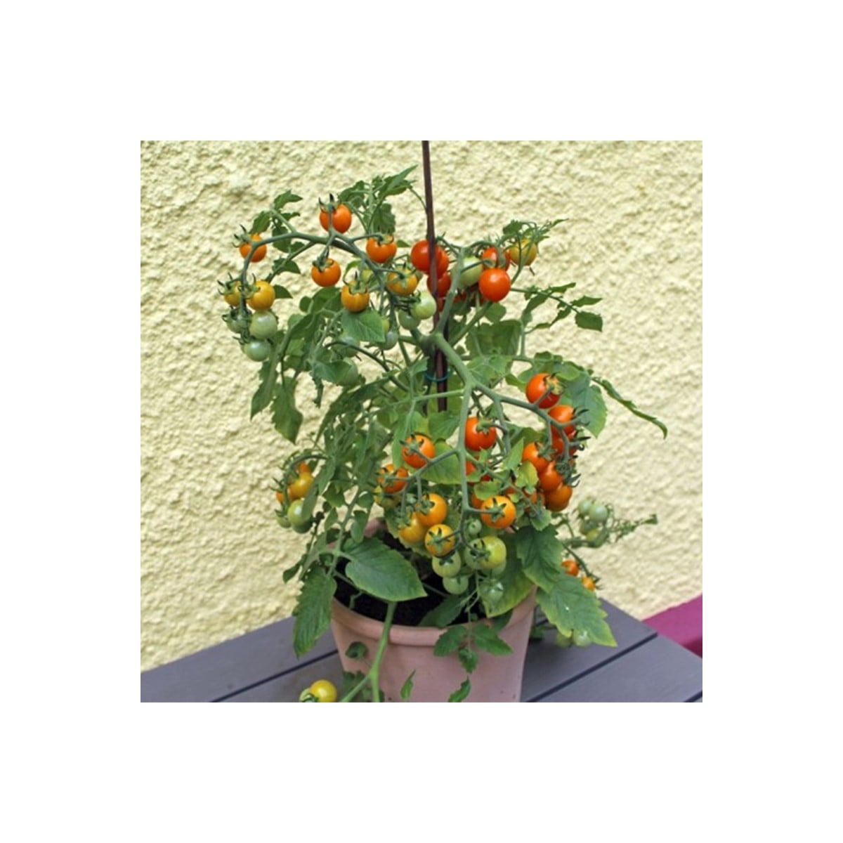 Rajče Tiny Temptations Orange F1 PhR - Solanum lycopersicum - osivo rajčat - 5 ks