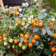 Rajče Tiny Temptations Orange F1 PhR - Solanum lycopersicum - osivo rajčat - 5 ks