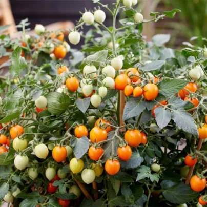 Rajče Tiny Temptations Orange F1 PhR - Solanum lycopersicum - osivo rajčat - 5 ks