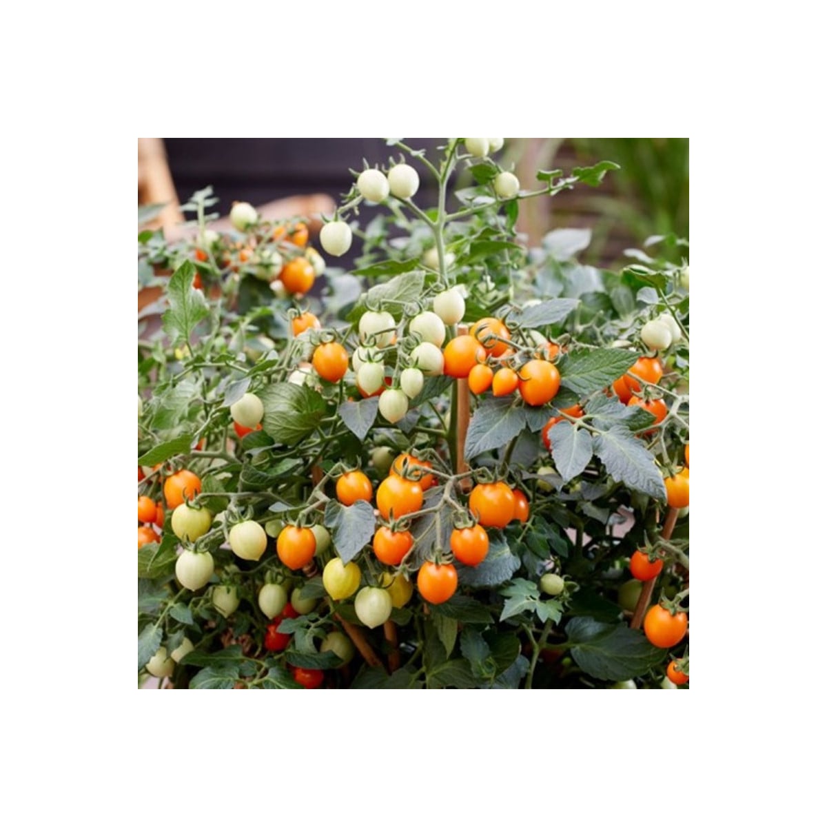Rajče Tiny Temptations Orange F1 PhR - Solanum lycopersicum - osivo rajčat - 5 ks