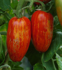 BIO Rajče Striped Roman - Solanum lycopersicum - bio osivo rajčat - 7 ks