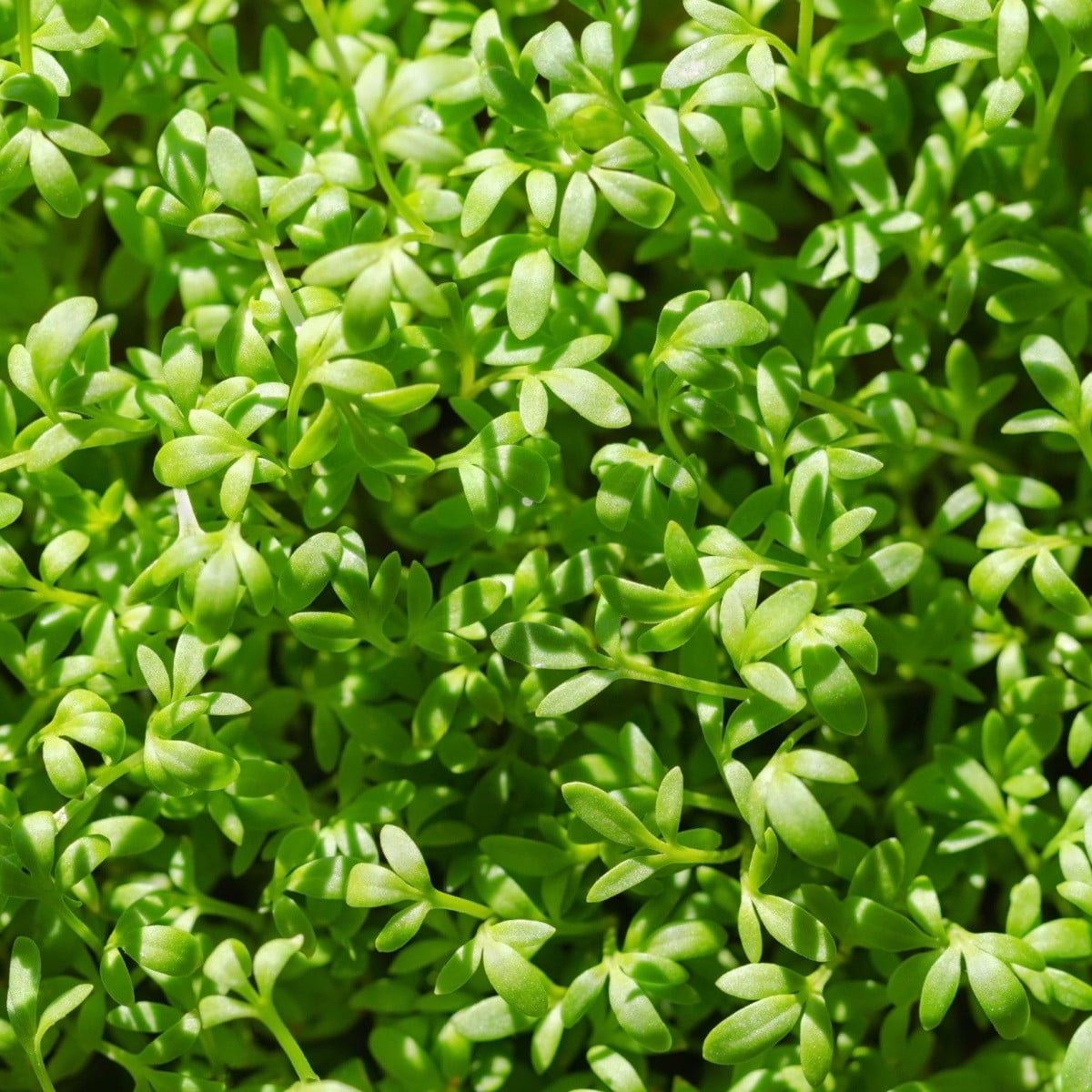 BIO Řeřicha Sprint - Lepidium sativum - bio osivo řeřichy - 120 ks