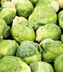 BIO Kapusta růžičková Hemera F1 - Brassica oleracea - bio osivo kapusty - 20 ks