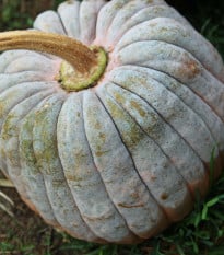 BIO Dýně Black Futsu - Cucurbita moschata - bio osivo dýně - 7 ks