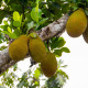 Chlebovník různolistý - Artocarpus heterophyllus - osivo chlebovníku - 2 ks