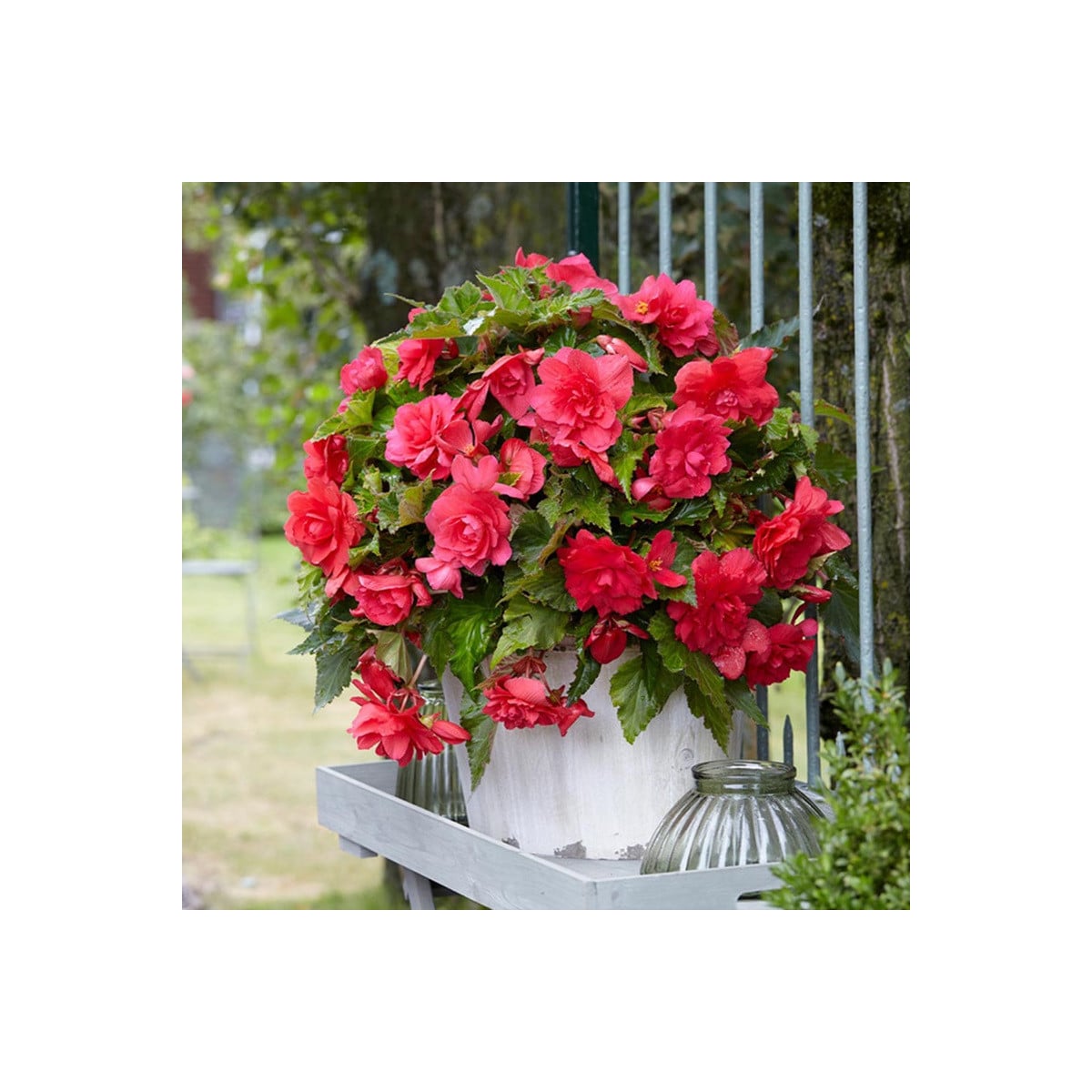 Begonie růžová - Begonia pendula maxima - hlízy begonie - 2 ks