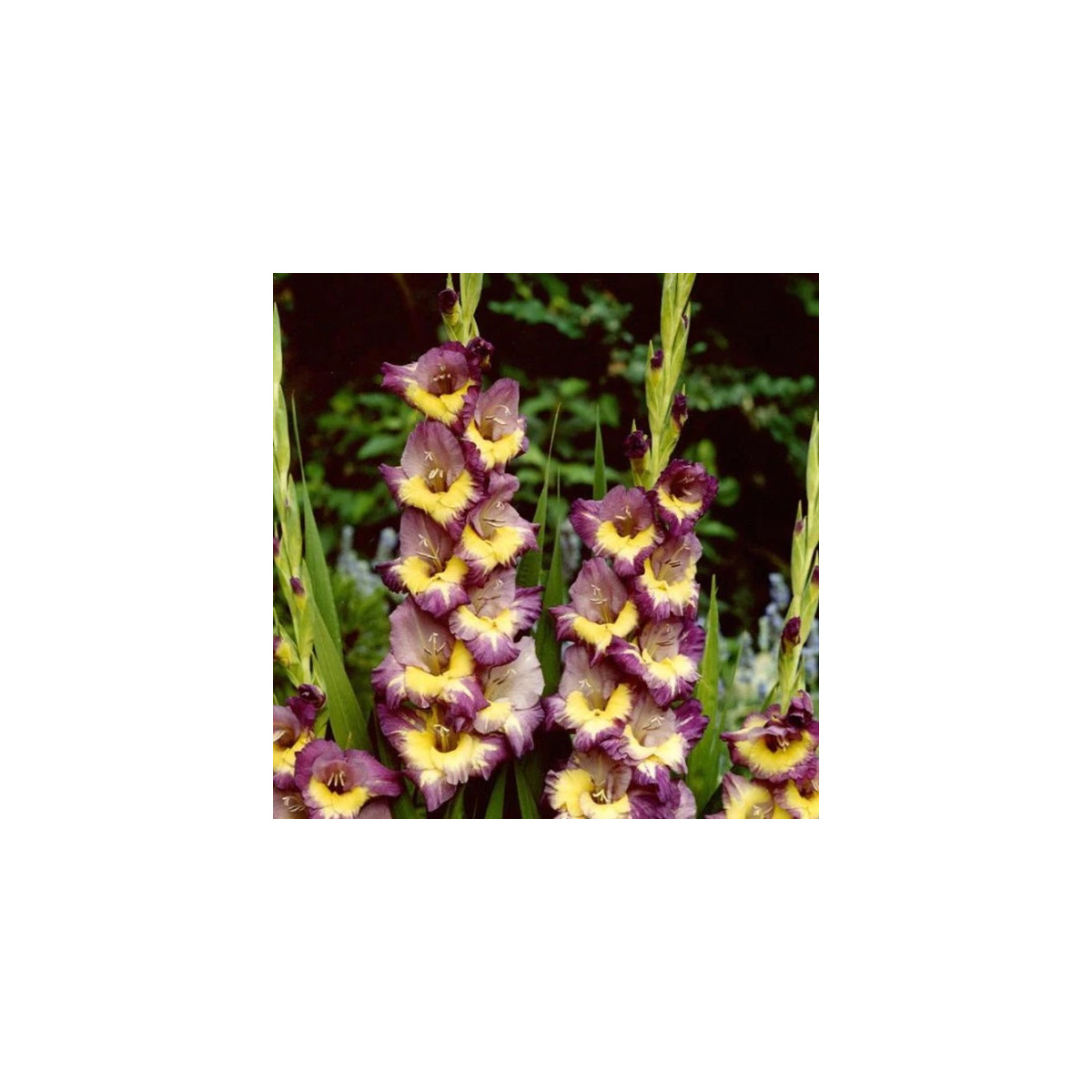 Gladiol Dynamite - Gladiolus - hlízy gladiol - 3 ks