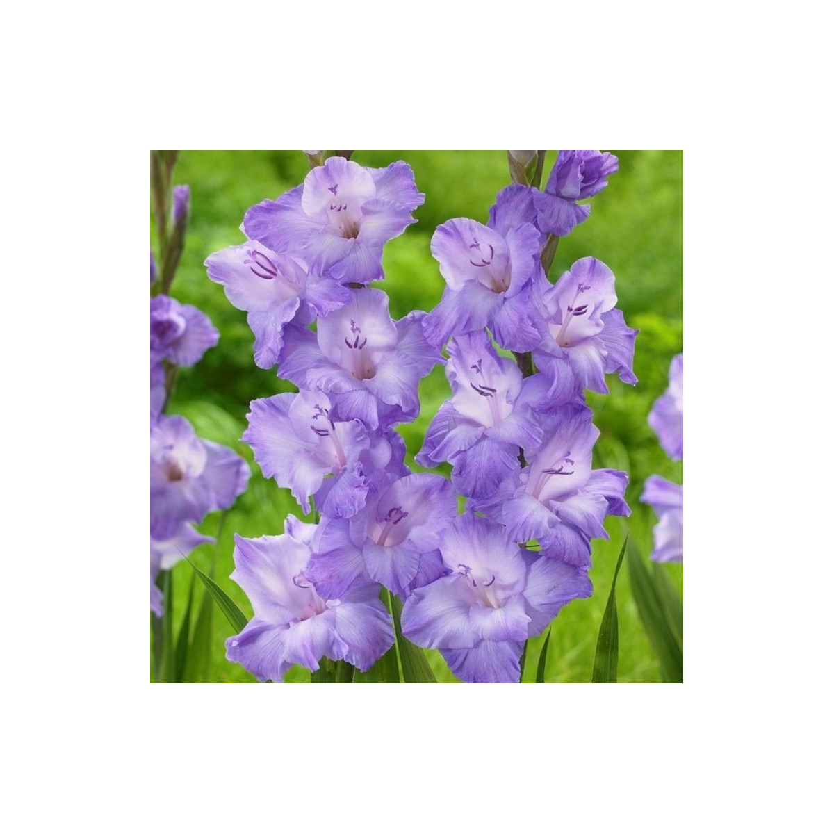 Gladiol Milka - Gladiolus - hlízy gladiol - 3 ks