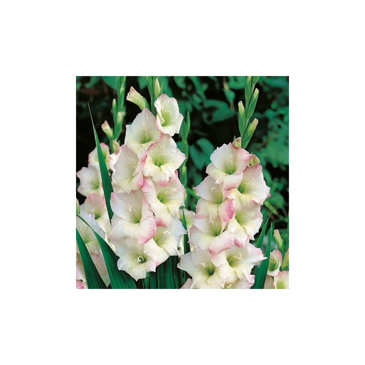 Gladiol Cream Perfection - Gladiolus - hlízy gladiol - 3 ks
