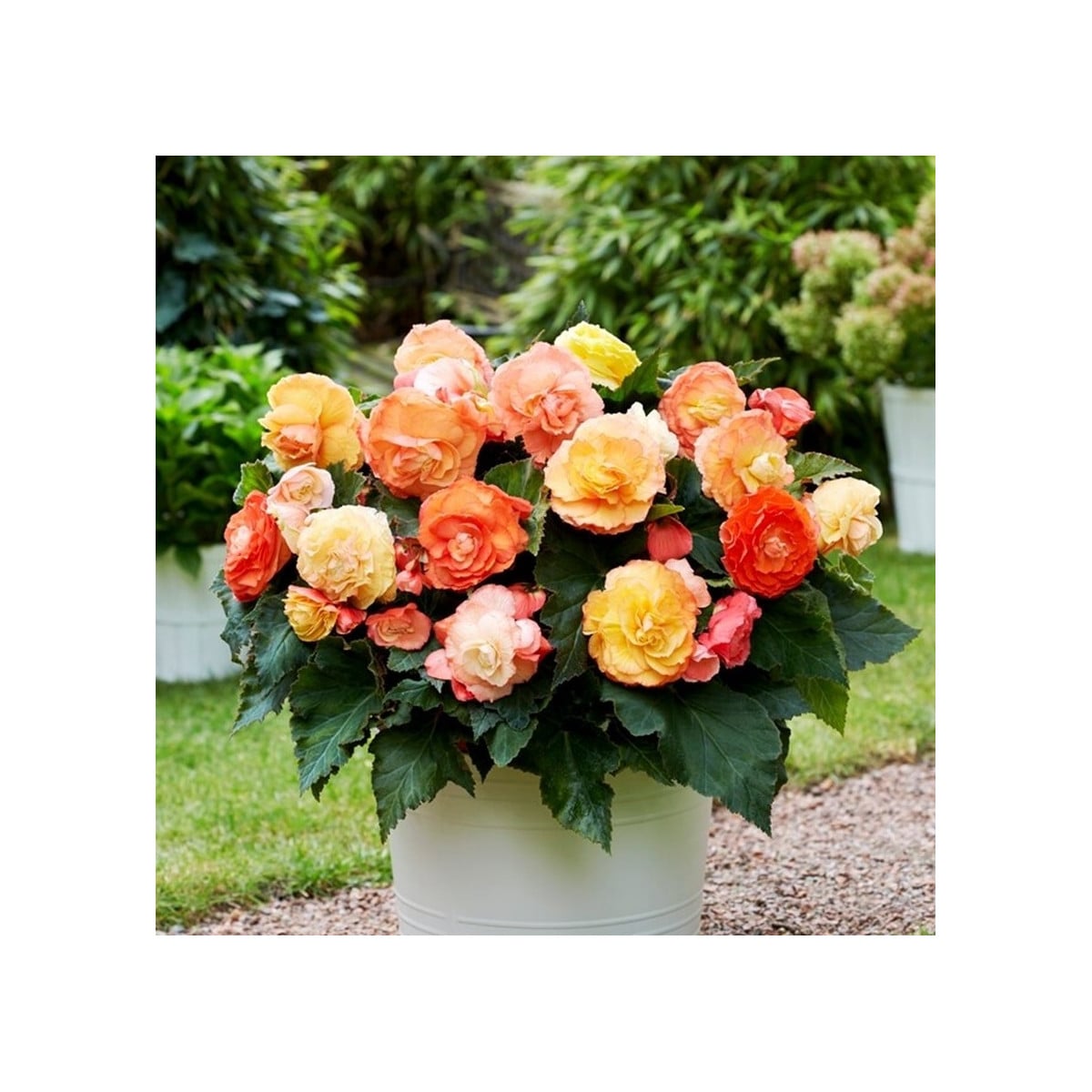 Begonie plnokvětá Bolero - Begonia superba