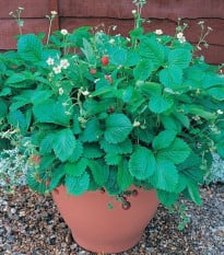 Jahodník lesní Mignonette - Fragaria vesca - osivo jahodníku - 15 ks