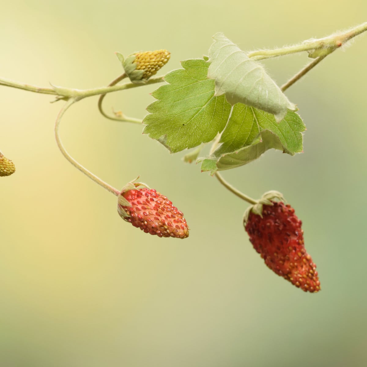 Jahodník lesní Mignonette - Fragaria vesca - osivo jahodníku - 15 ks