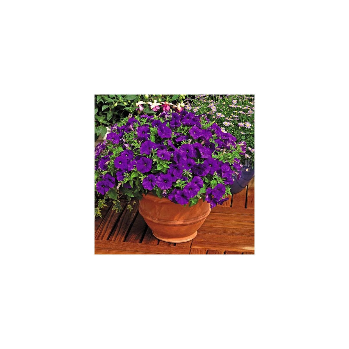 Petúnie Picobella modrá F1 - Petunia mill. - osivo petúnie - 15 ks