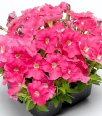 Petúnie Picobella růžová F1 - Petunia mill. - osivo petúnie - 15 ks