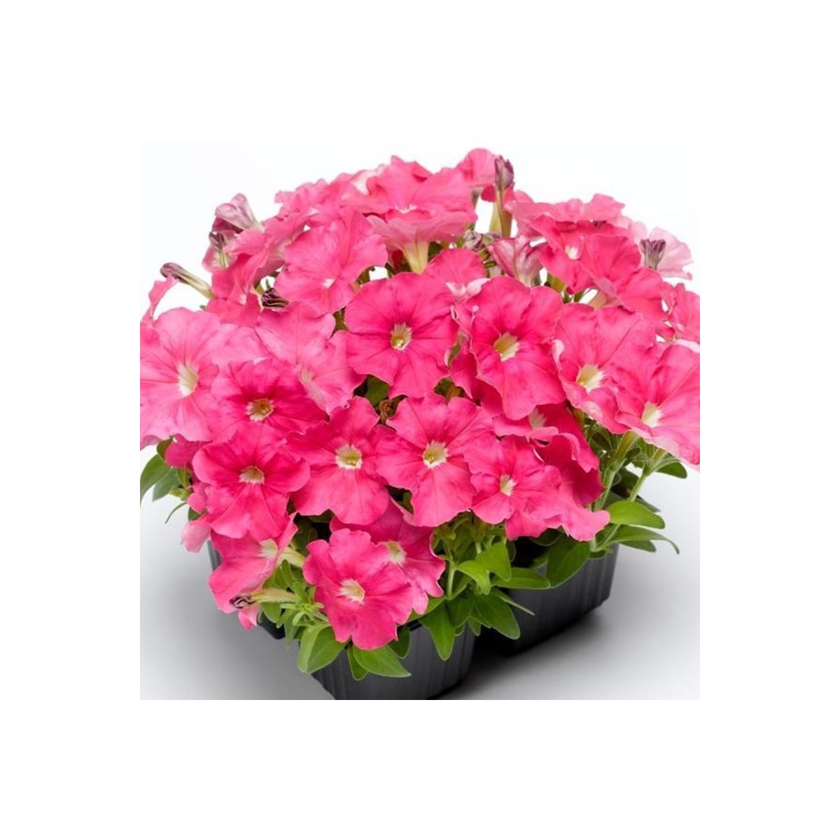 Petúnie Picobella růžová F1 - Petunia mill. - osivo petúnie - 15 ks