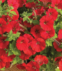 Petúnie Picobella červená F1 - Petunia mill. - osivo petúnie - 15 ks