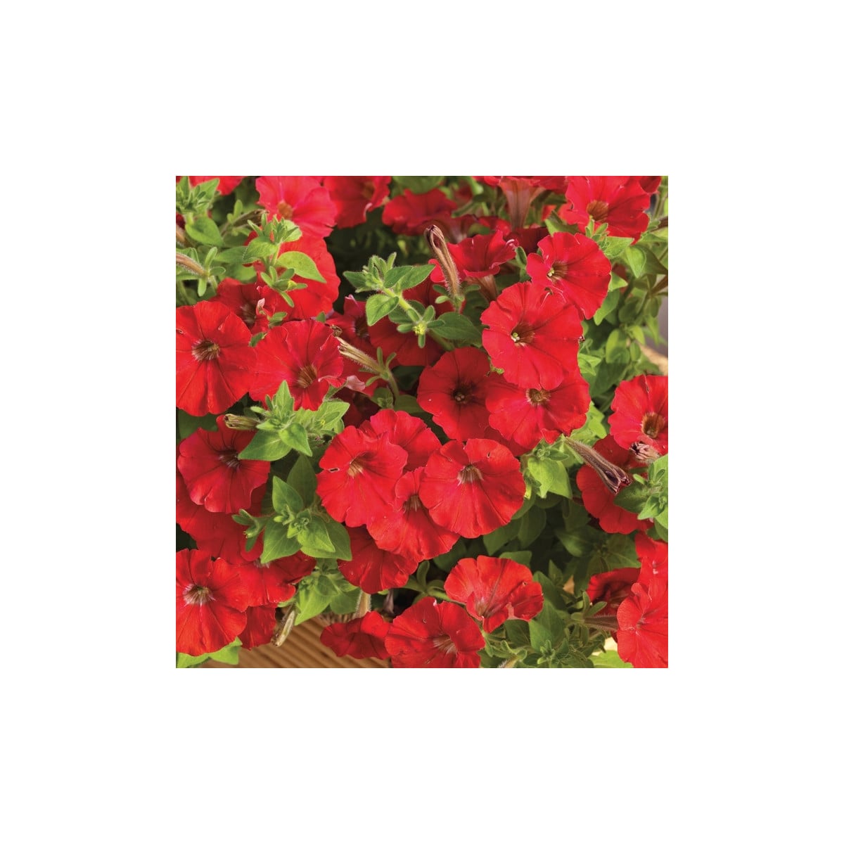 Petúnie Picobella červená F1 - Petunia mill. - osivo petúnie - 15 ks