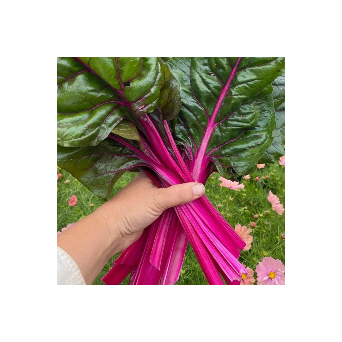 Mangold Magenta Sunset - Beta vulgaris - osivo mangoldu - 30 ks