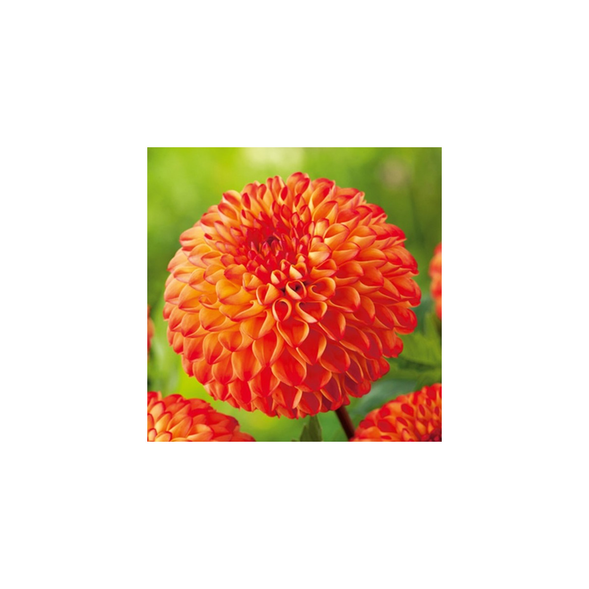 Jiřinka Mirella - Dahlia - hlízy jiřinek - 1 ks