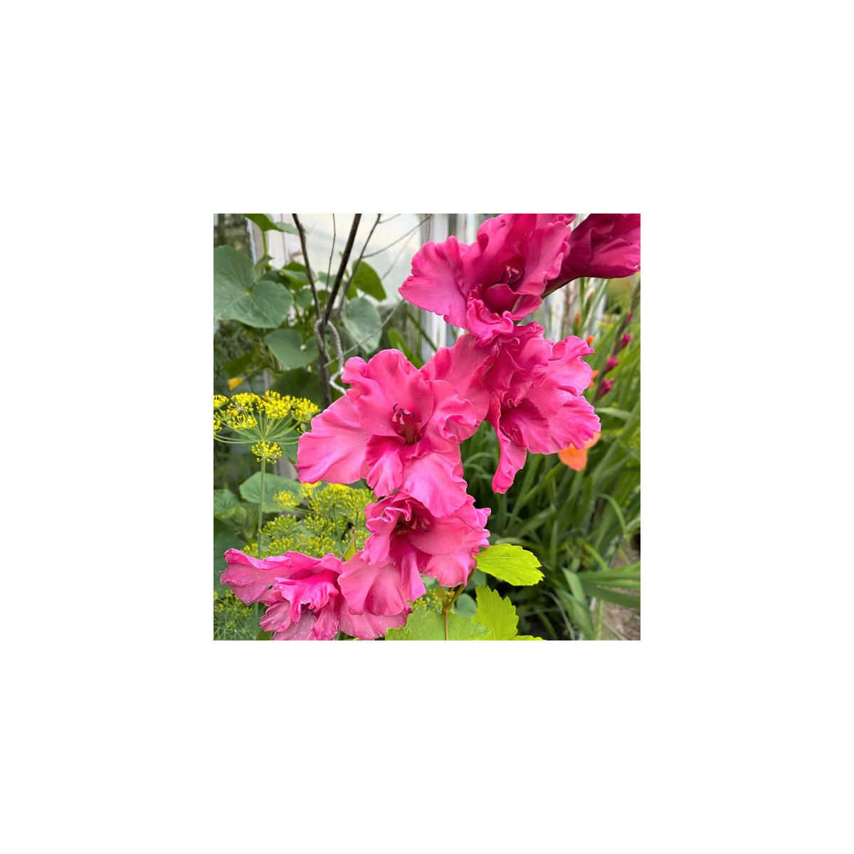 Gladiol Kingston Ruffle - Gladiolus - hlízy gladiol - 3 ks