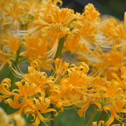 Pavoučí lilie - Lycoris aurea - cibule lilií - 1 ks