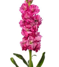 Fiala Iron Rose - Matthiola incana - osivo fialy - 40 ks