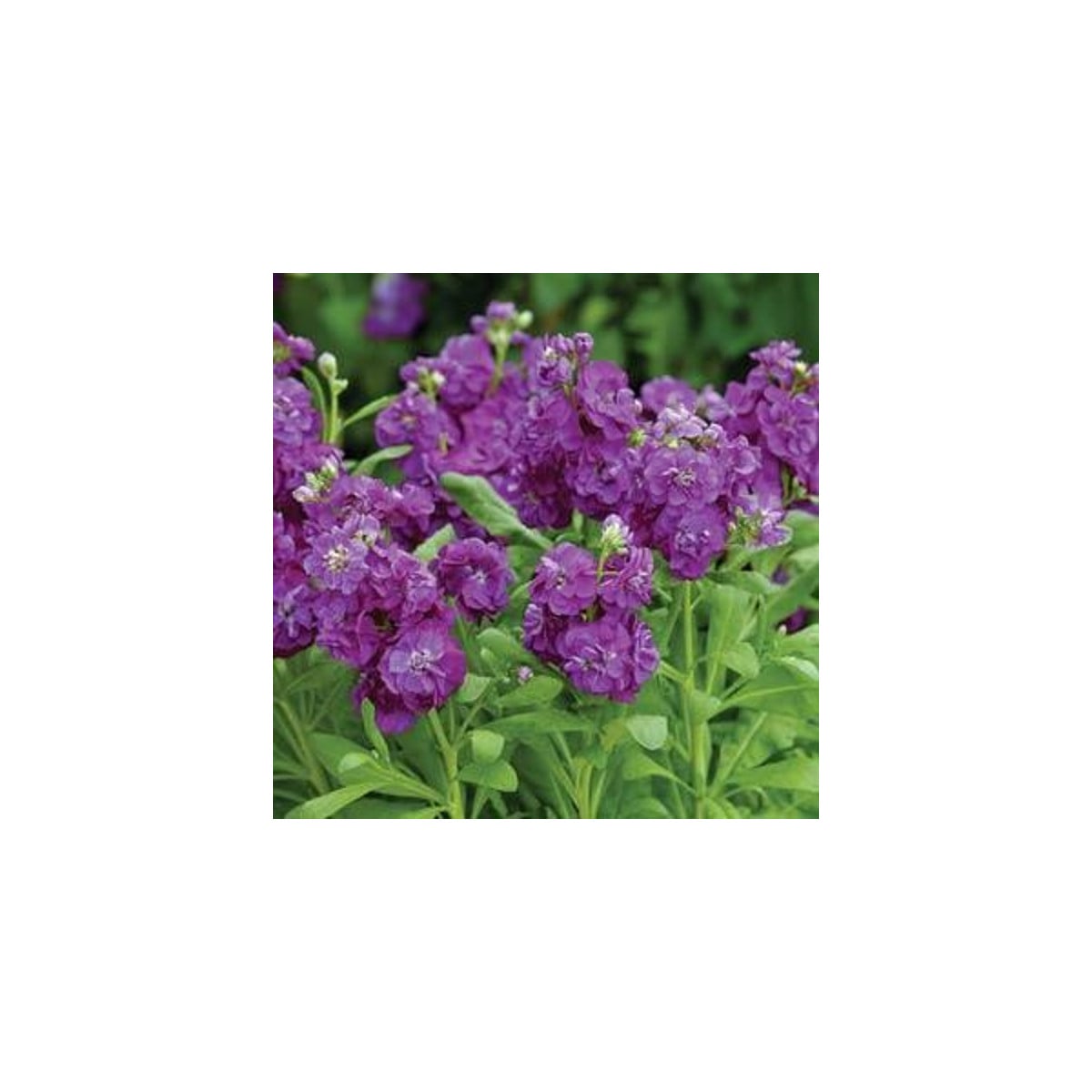 Fiala Hot cakes - Matthiola incana - osivo fialy - 40 ks