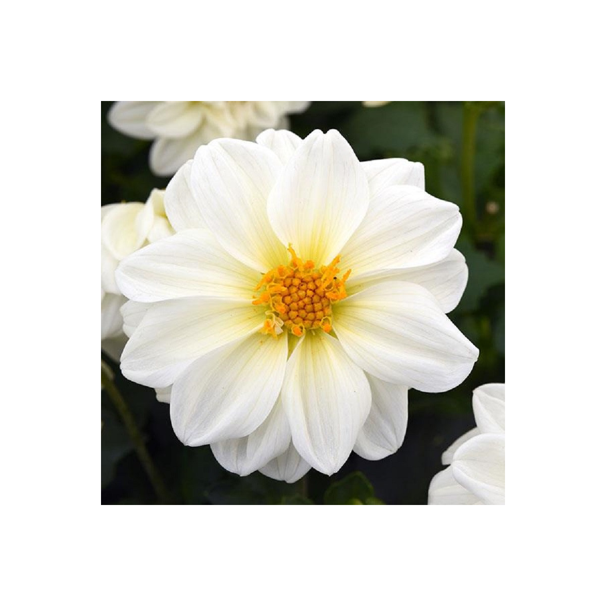 Jiřinka proměnlivá Figaro bílá - Dahlia variabilis - osivo jiřinky - 20 ks